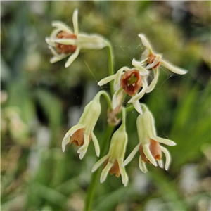 Tulbaghia Montana